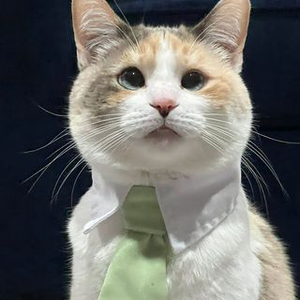 Instagram Profile Picture Of fatfatpankocat